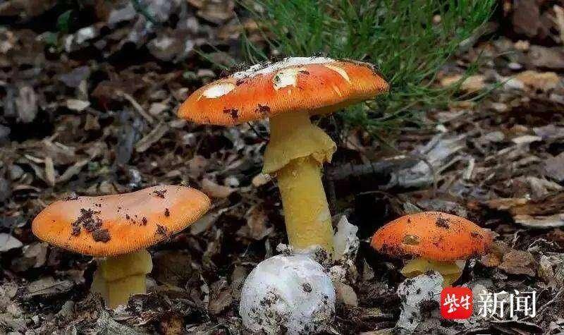 mmexportd884899011eeb3201495a8ecc7409651_1690943.jpeg mmexportd884899011eeb3201495a8ecc7409651_1690943.jpeg