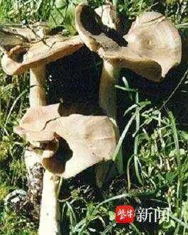 mmexport2db1f92df240e1af526b64ac39ff6628_1690943.jpeg mmexport2db1f92df240e1af526b64ac39ff6628_1690943.jpeg