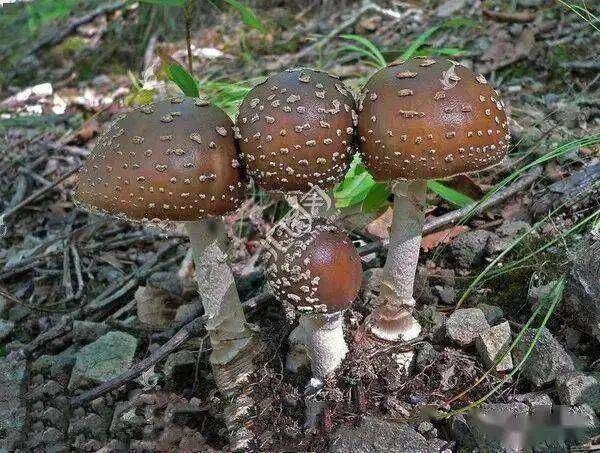 mmexport67eba8126943ea9d0071a9c9af122d80_1690943.jpeg mmexport67eba8126943ea9d0071a9c9af122d80_1690943.jpeg