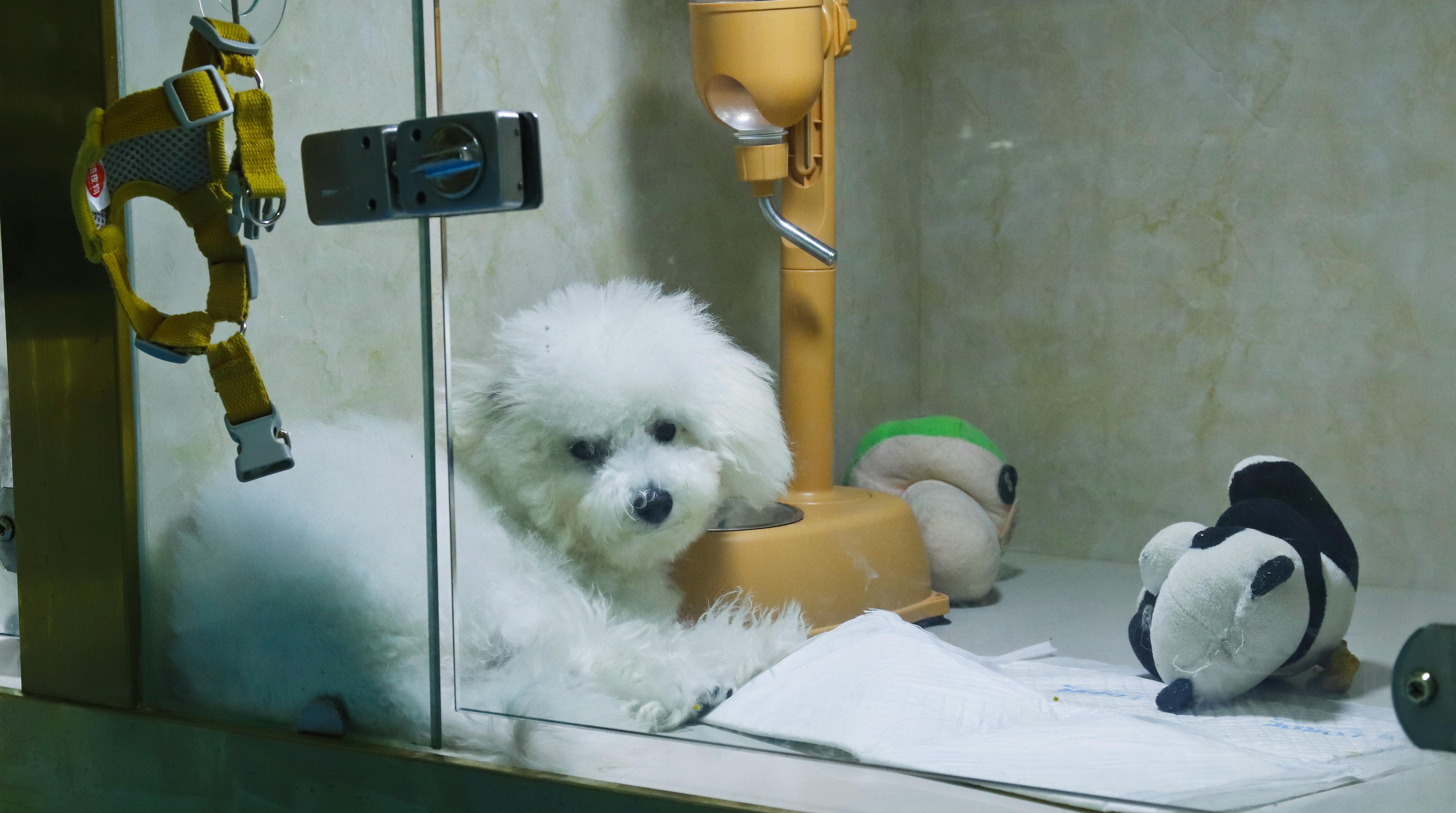 留置房内的宠物.jpg