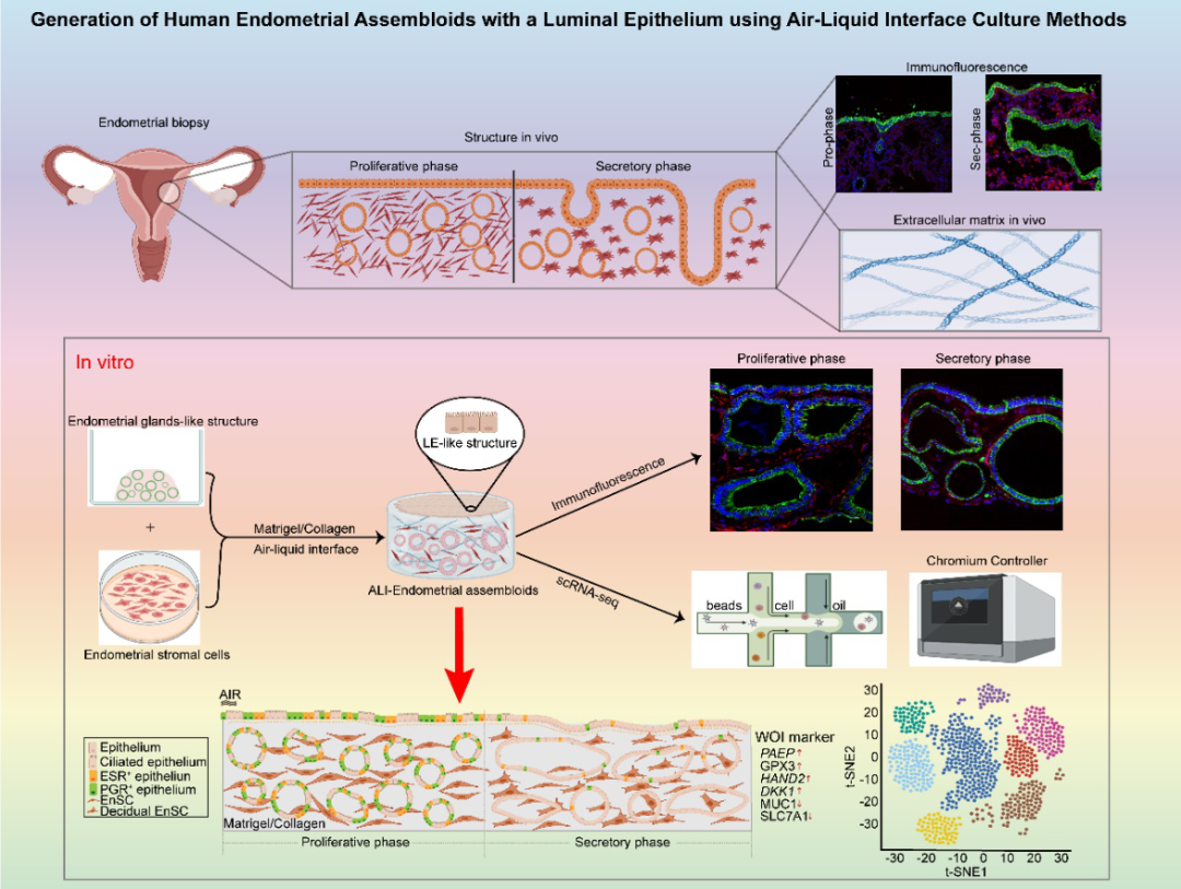新型人类子宫内膜类器官模型构建成功