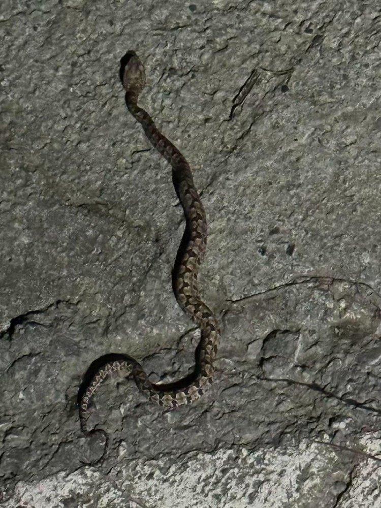 蛇是怎么走的视频 53671718_68a2b02e-2597-4115-87f7-c125b3b80ae0copy.jpg