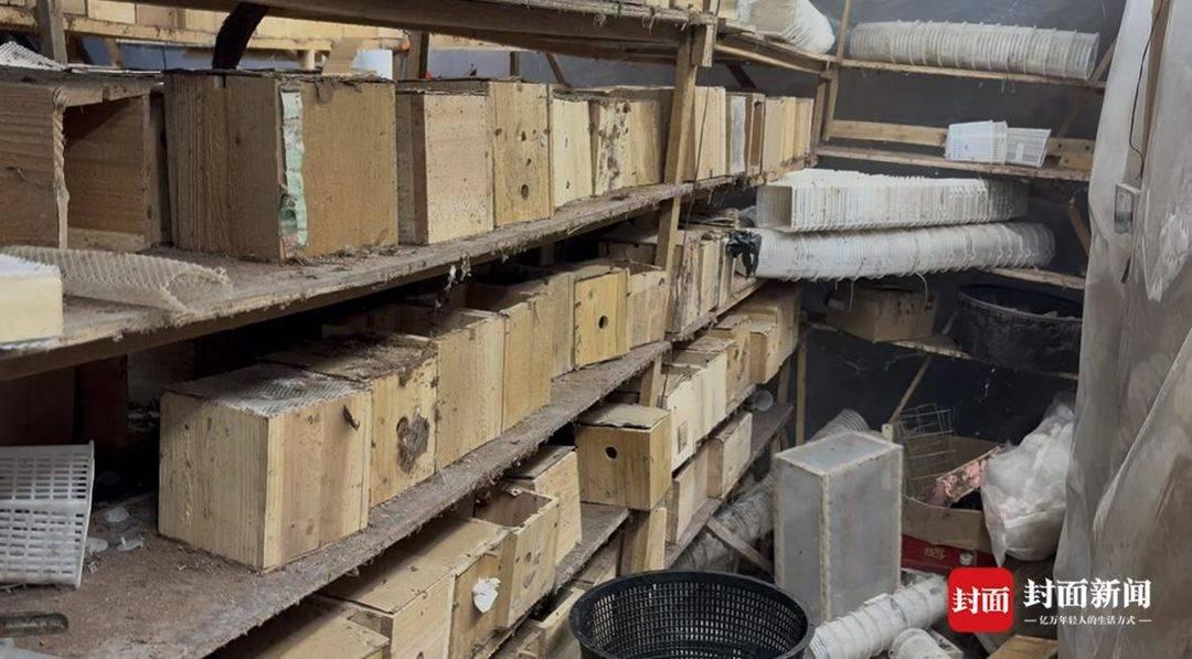 图片[2]-央视曝光“杀人蜂”滥养牟利引关注 当地回应：正联合调查虎头蜂养殖情况-上淘有品虚拟资源下载