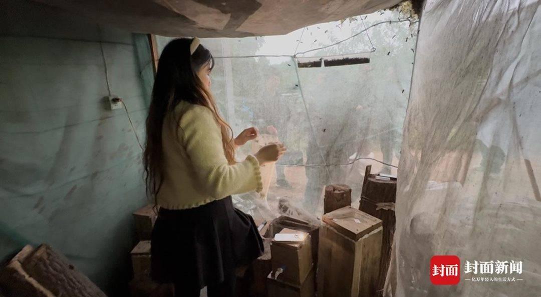 图片[2]-央视曝光“杀人蜂”滥养牟利引关注 当地回应：正联合调查虎头蜂养殖情况-上淘有品虚拟资源下载